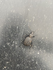 Cychrus tuberculatus