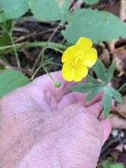 Ranunculus acris