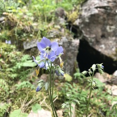 Polemonium acutiflorum