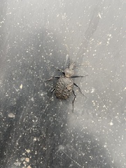 Cychrus tuberculatus