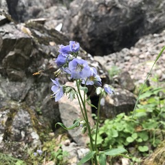 Polemonium acutiflorum
