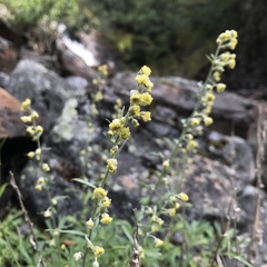 Artemisia lagocephala
