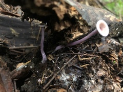 Trogia cantharelloides