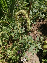 Amaranthus