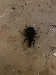 Cychrus tuberculatus