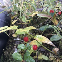 Streptopus streptopoides