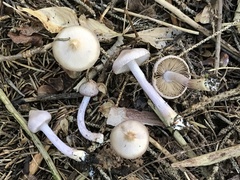 Inocybe pallidicremea