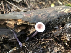 Trogia cantharelloides