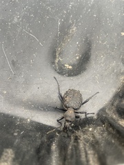 Cychrus tuberculatus