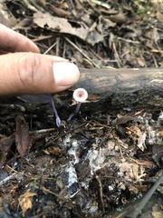 Trogia cantharelloides