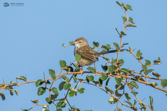 Prinia lepida