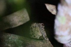 Genetta