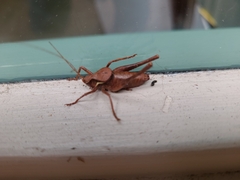 Tettigoniinae