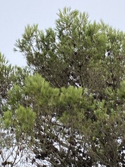 Pinus halepensis