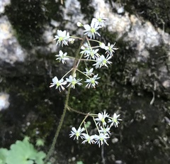 Micranthes nelsoniana aestivalis