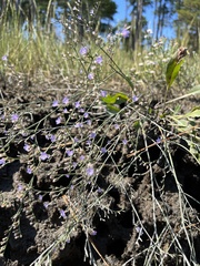 Limonium carolinianum