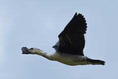 Sarkidiornis melanotos