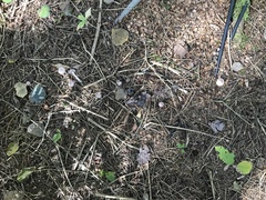 Inocybe pallidicremea