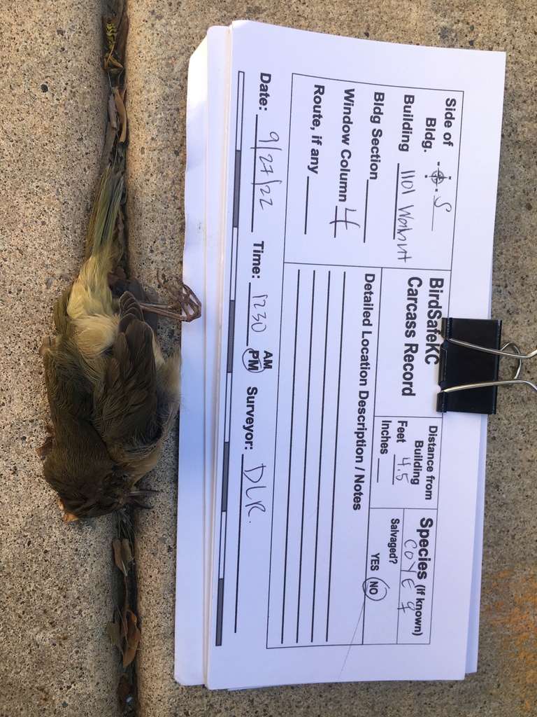 Common Yellowthroat from 1101 Walnut St, Kansas City, MO 64106, USA on ...