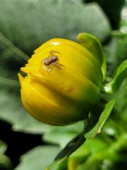 Thomisidae