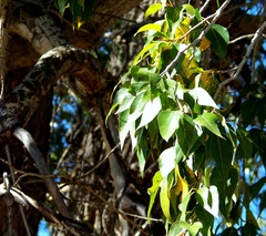 Populus angustifolia