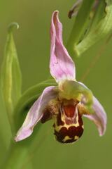 Ophrys apifera apifera