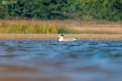 Ichthyaetus ichthyaetus