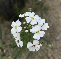 Dontostemon pinnatifidus