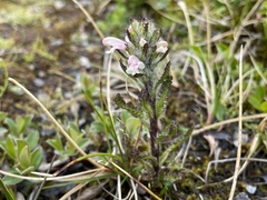 Pedicularis hirsuta