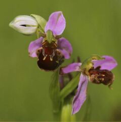 Ophrys apifera apifera