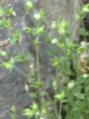 Arenaria leptoclados