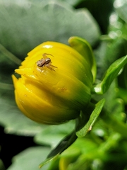 Thomisidae