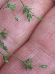 Arenaria leptoclados