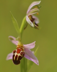 Ophrys apifera