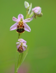 Ophrys apifera friburgensis