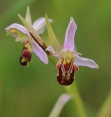 Ophrys apifera