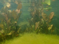 Potamogeton coloratus