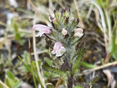 Pedicularis hirsuta