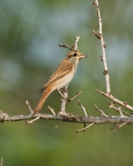Lanius phoenicuroides