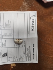 Melanoleuca
