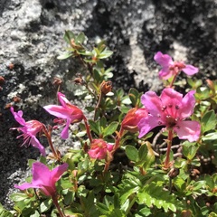Rhododendron redowskianum