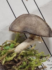 Melanoleuca