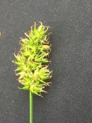 Carex muricata