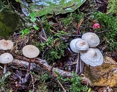 Mycena galericulata