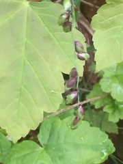 Melica nutans