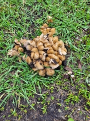 Fungi
