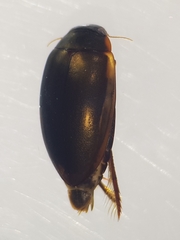 Ilybius fuliginosus