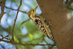 Leiopicus mahrattensis