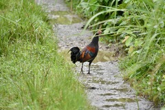 Gallus gallus murghi