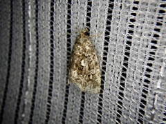 Protodeltote distinguenda